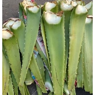 Combo 5 Cây Nha Đam Giống Mỹ, 1kg Bẹ To (20_30cm), mua 10 tặng 1