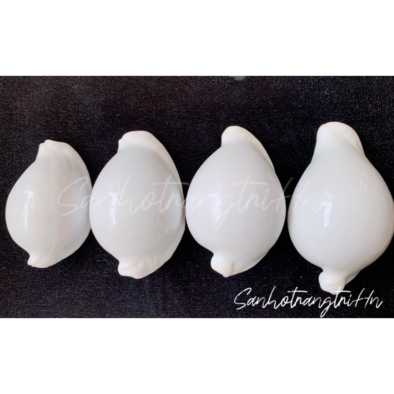 Vỏ ốc Cò - Vỏ ốc trứng trắng - Vỏ ốc trang trí nhiều kích thước - Vỏ ốc đẹp