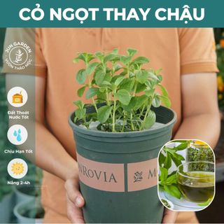 Cây Cỏ Ngọt Stevia JUN GARDEN
