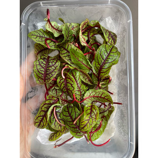 Lá Nhút Chua Vân Đỏ - Hộp 10g ( Lá Sorrel )