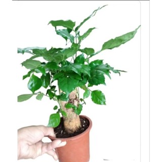  Chậu nhựa đỏ tặng cây hạnh phúc 