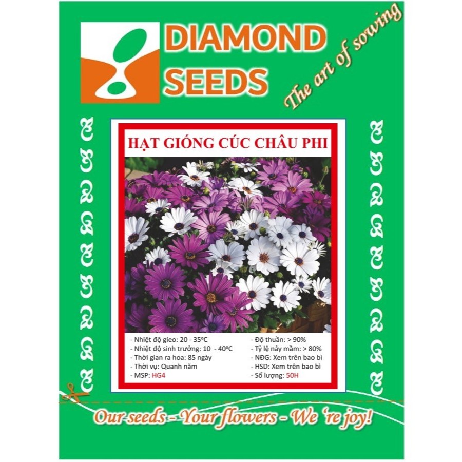 Hạt Giống Cúc Châu Phi Mix ( 50 hạt ) - HÀNG CÔNG TY