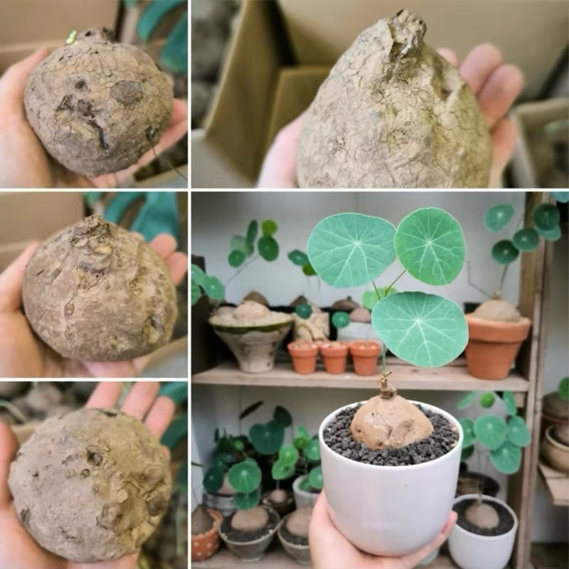 [LOẠI 2] Củ giống cù bình vôi Thái | Stephania Erecta