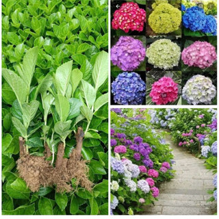 Cây Giống Hoa Cẩm Tú Cầu Nhiệt Đới Hoa nở quahh năm khách được chọn màu