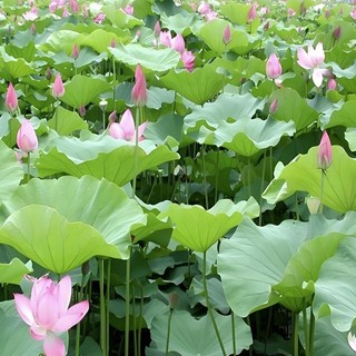 Hạt giống hoa sen ta - sen quê ( Gói 10 hạt ) - Knseeds4