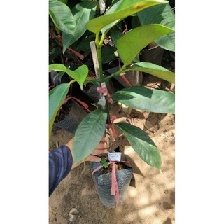 Cây măng cục ghép thái ( cây cao 50 - 60cm )