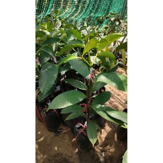 Cây măng cục ghép thái ( cây cao 50 - 60cm )