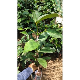 Cây măng cục ghép thái ( cây cao 50 - 60cm )