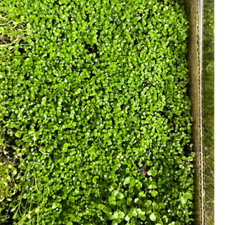 2 Gói Hạt Giống Thủy Sinh Các Loại Túi 10gram ( TỶ LỆ NẢY MẦM ĐẠT >80% )