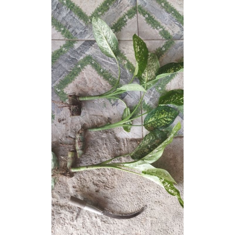 1 cây vạn niên thanh.( cao 10-15cm)