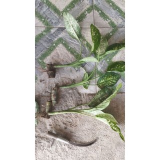1 cây vạn niên thanh.( cao 10-15cm)