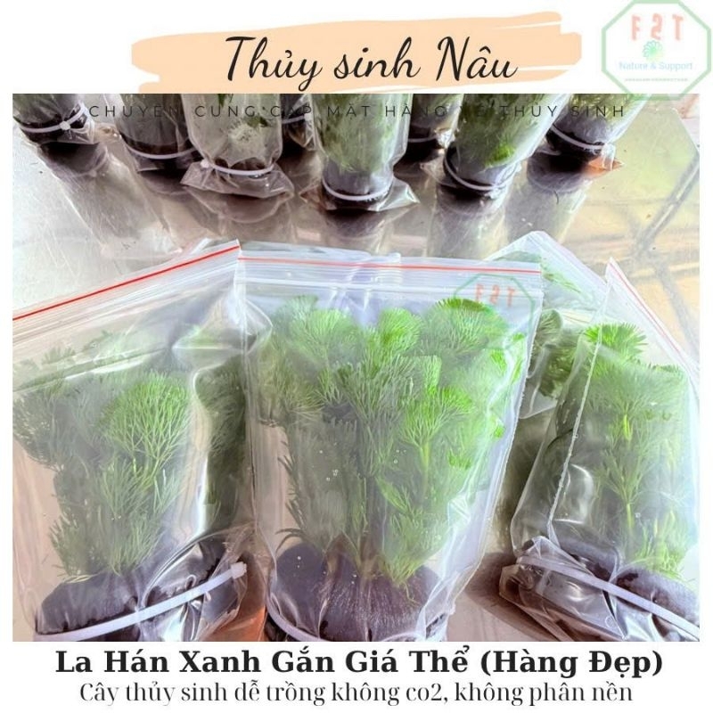 Rong La Hán Xanh Gắn Giá Thể, Cây Thủy Sinh Dễ Trồng Không Co2, Không Cần Nền thuysinhnau CGT05