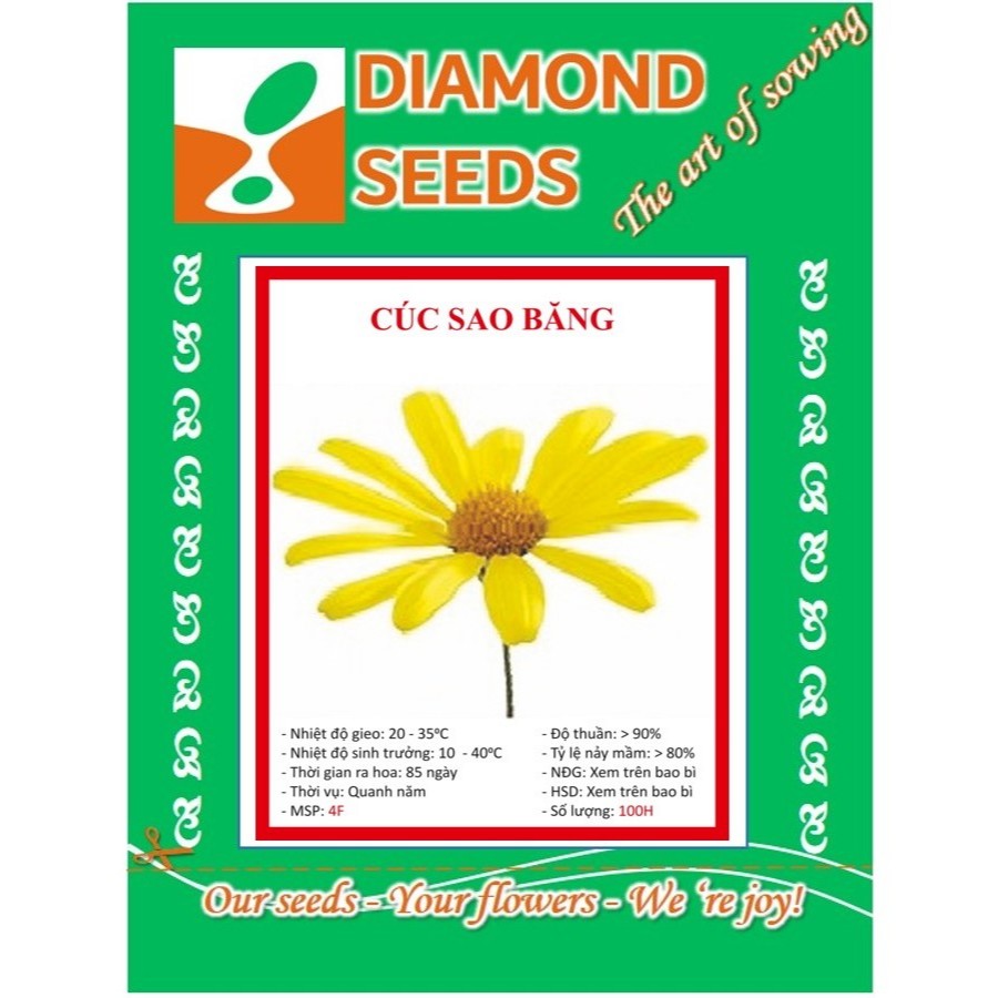 100 HẠT GIỐNG CÚC SAO BĂNG - HÀNG CÔNG TY