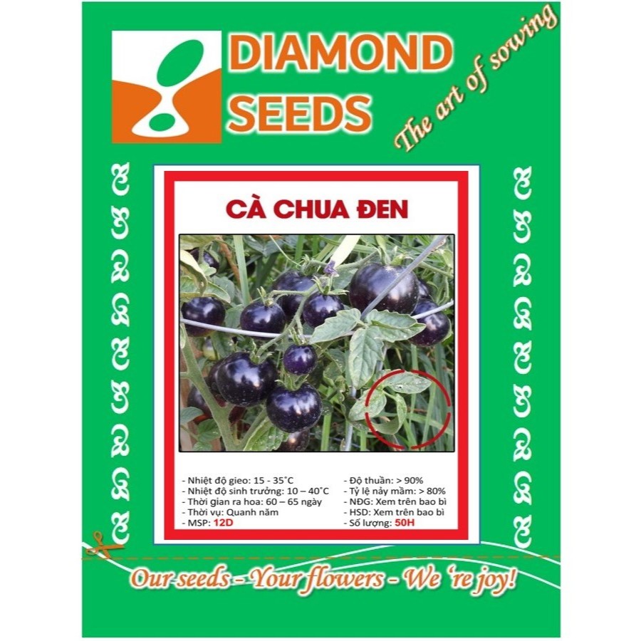 Hạt giống cà chua bi đen 50 hạt - HÀNG CÔNG TY
