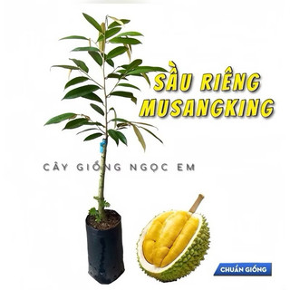  Sầu Riêng MusangKing Malaysia-không xơ siêu ngon và thơm 