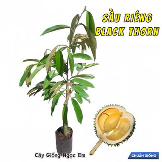  Cây sầu riêng black thorn Mã lai  cây Lớn 1Mét3  nhánh xum xê chuẩn f1 trồng 3 năm có trái 