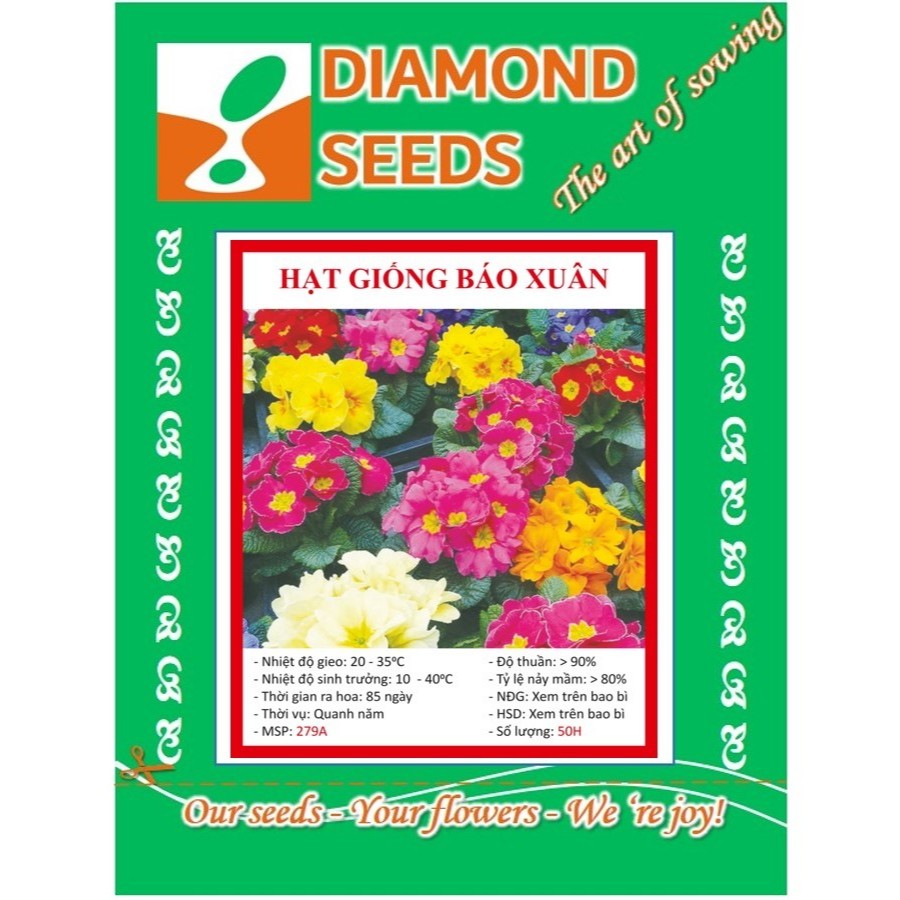50 hạt giống Hoa báo xuân - HÀNG CÔNG TY