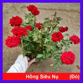 Hoa Hồng Tỉ Muội (Siêu Hoa) - cây cảnh để bàn
