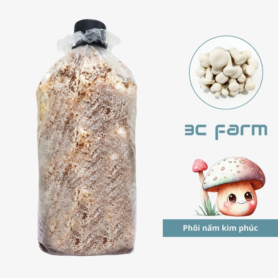 Phôi giống nấm kim phúc 1,2kg tơ mọc đều, hàng có sẵn - 3C FARM