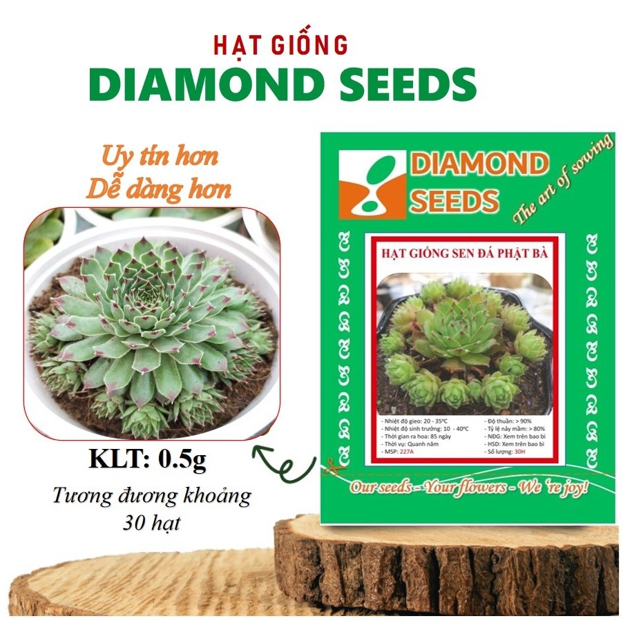 [HÀNG CHÍNH HÃNG] Hạt giống Sen đá phật bà hoa sen 20 HẠT  ( tặng kèm thuốc kích mầm ra rễ)