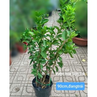 (VHST giao trong ngày) Cây CHANH KHÔNG HẠT đang hoa trái.
