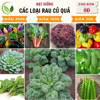 Hạt giống rau củ quả các loại, dưa chuột trồng chậu, quanh năm, dễ trồng - định lượng nhiều