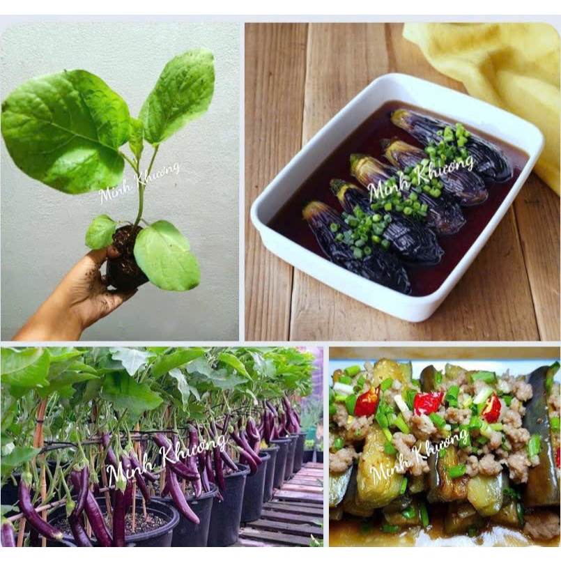 chậu cây cà tím thu hoạch 1-2 tháng-món ăn cà tím nướng mỡ hành, cà tím xào thịt bò,cà tím nấu bún m