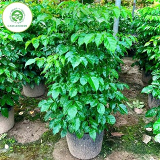 Cây hạnh phúc bụi cao 1m (ảnh thật)