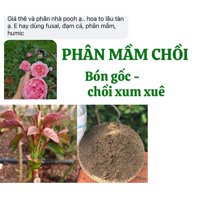 phân mầm chồi