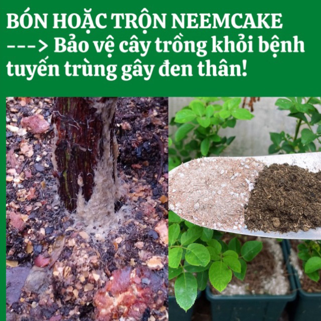 NEEM CAKE phân bón NEEMCAKE
