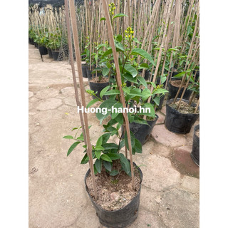 cây mai hoàng yến (cây ship như ảnh 2)