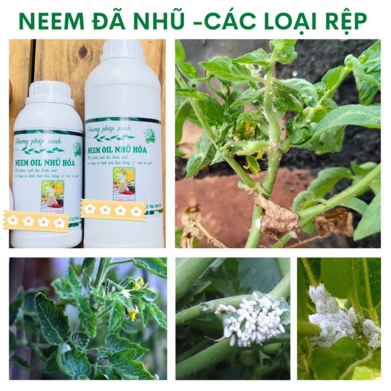 DẦU NEEM ĐÃ NHŨ HOÁ sz 1LIT