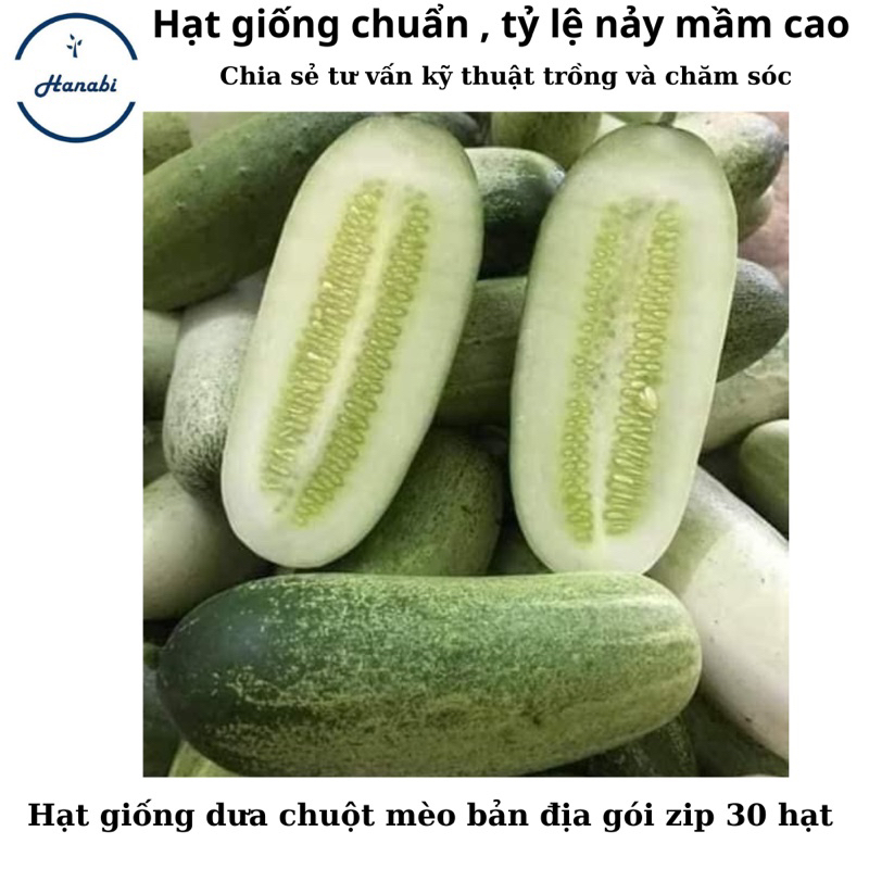 Hạt giống dưa chuột mèo bản địa gói zip 30 hạt