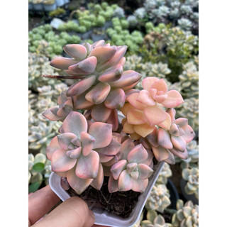 cây sen đá đá var , Có sẵn] 🌵 [Chính hãng]⚡ [Ảnh thật] [FreeShip]