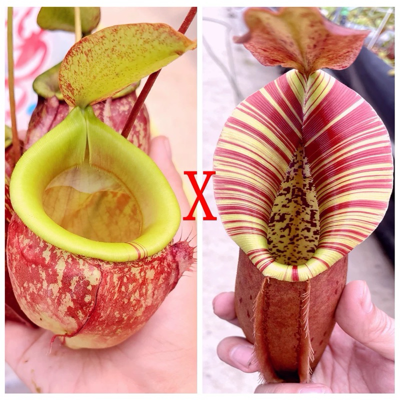 Cây nắp ấm N. (viking x kuching) x  (north x veitchii) | CatchyFlora