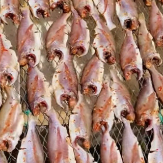 CÁ ĐÙ MỘT NẮNG 500G (TẦM 8-9CON)