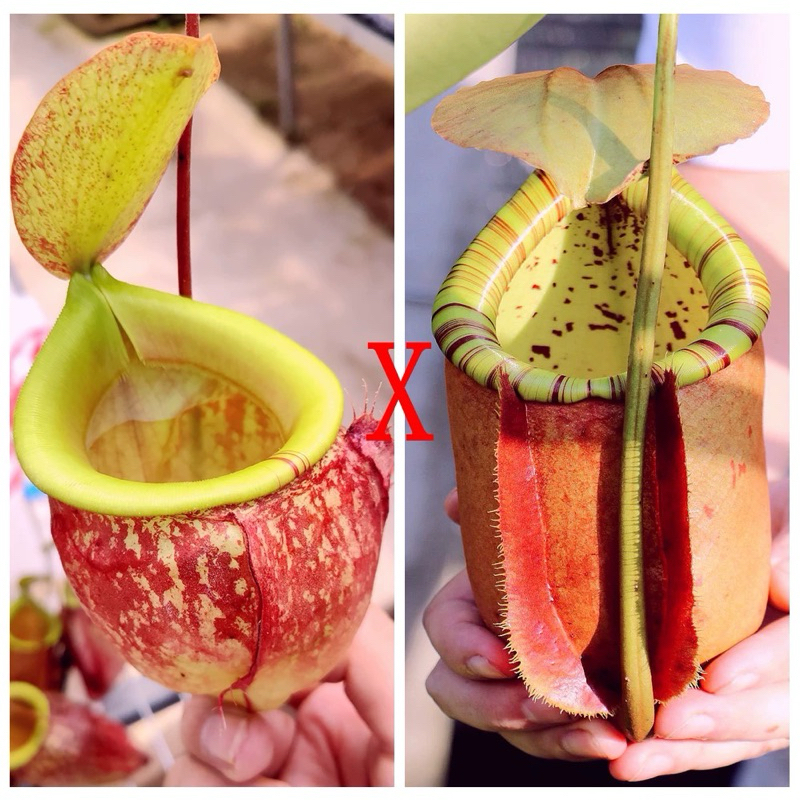 Cây nắp ấm N. (viking x kuchingensis) x (bicalcarata x northiana）| CatchyFlora