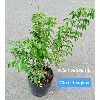 (VHST giao trong ngày) CÂY KHẾ CHUA, đang hoa/trái.