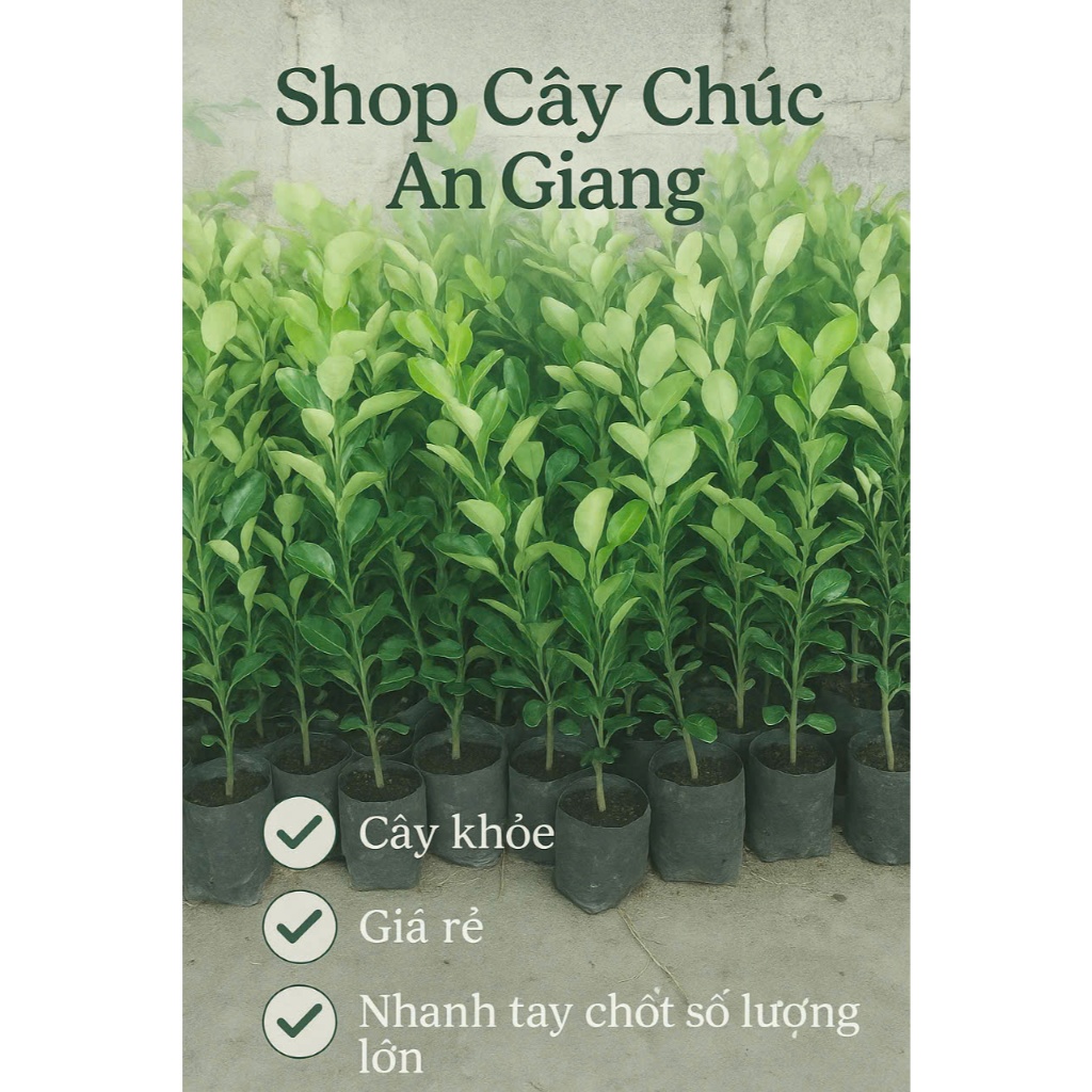 đã bật hoả tốc.  đã bật hoả tốc CHANH THÁI 20k. 1 cây. CÂY CHÚC. CHANH CHÚC - "đã bật hoả tốc"