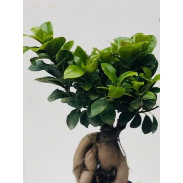Cây bonsai si nhật - bonsai mini