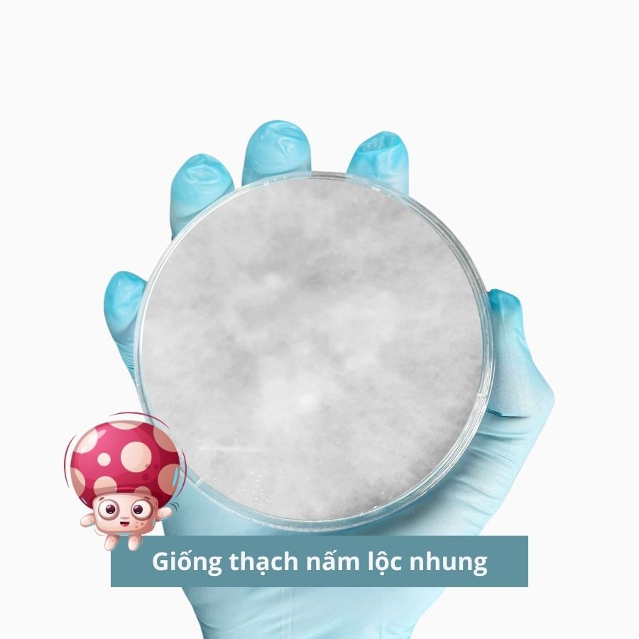 Giống thạch nấm lộc nhung, giống nấm cấp 1 nấm nhung hươu 30gr - 3C Farm