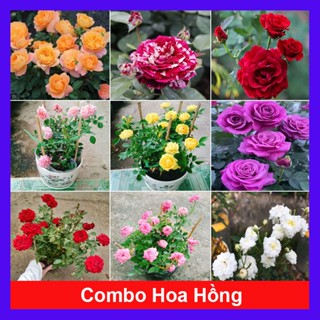 Combo hoa hồng ( hoa hồng leo , hoa hồng ngoại ..) - chậu cây cảnh sân vườn