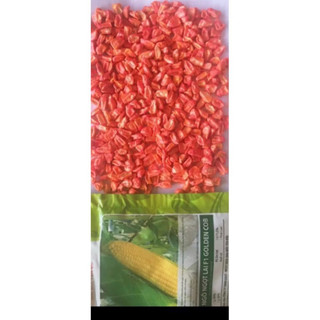 Hạt giống Bắp Mỹ Bắp Ngọt