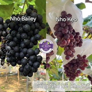  Combo 2 Cây.  Nho Kẹo Nho Bailey. Giống nho dễ cho trái. Tặng kèm phân. 
