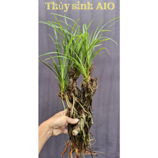  Cây dứa thủy sinh cây mị nương thủy sinh setup hồ cá hồ thủy sinh 