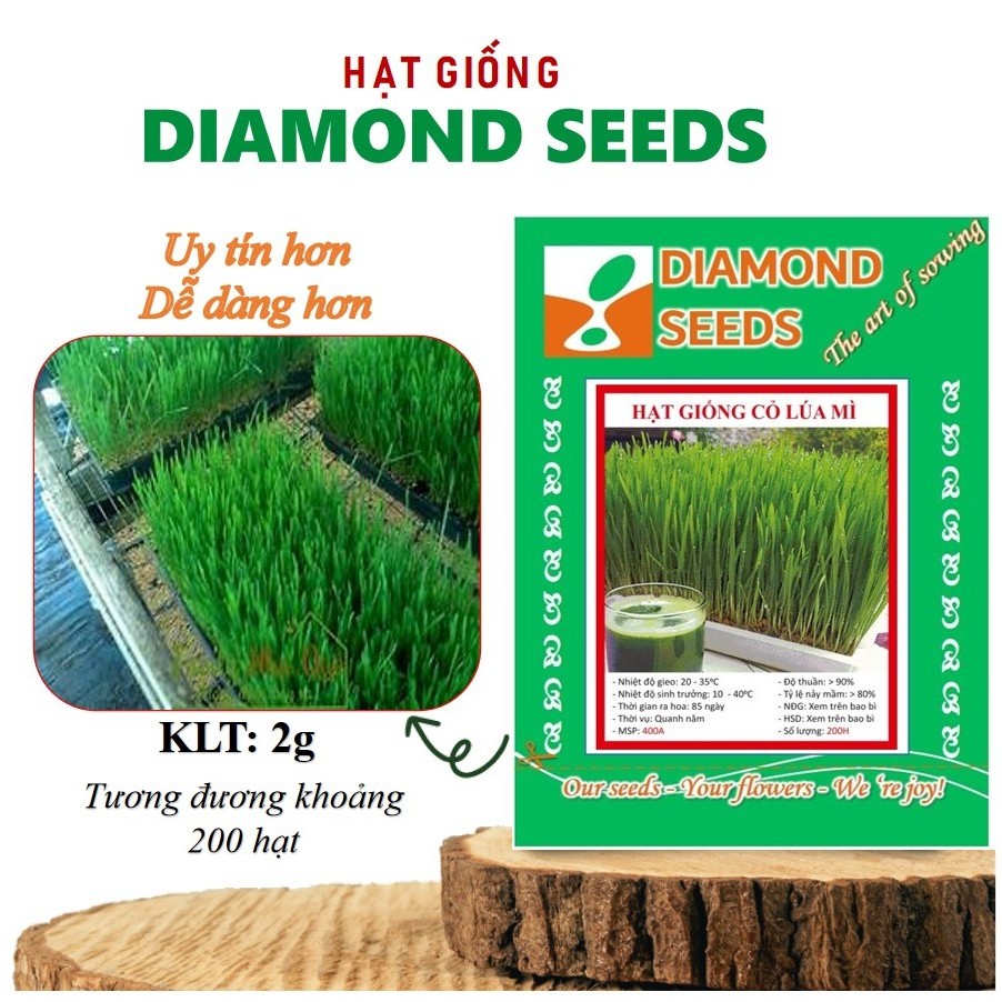 Hạt giống cỏ lúa mì - Lúa mạch - GÓI HÃNG 200 HẠT