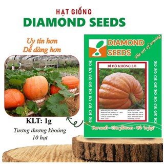  HẠT GIỐNG BÍ NGÔ KHỔNG LỒ Hạt bí ngô đường Bí ngô gia truyền Không biến đổi gen - GÓI HÃNG UY TÍN 