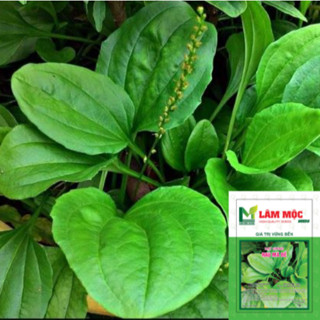 Hạt Giống Rau Mã Đề - Gói 1Gr