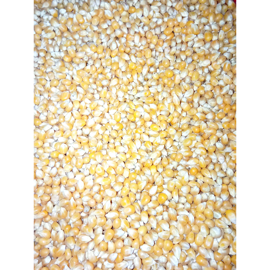 Bắp Rang Bơ Bắp Mỹ 1kg Thơm Ngon Béo