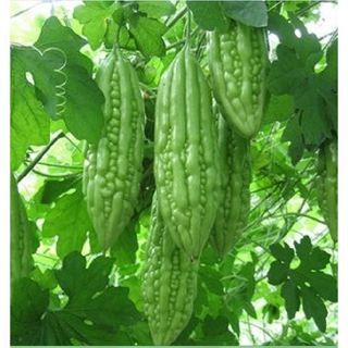 Hạt giống mướp đắng - Khổ qua mỡ ( Gói 10 Hạt ) - Knseeds4